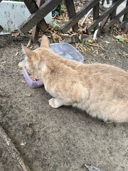 Котик ищет дом и родителей