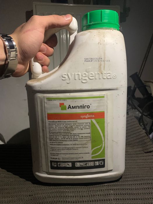 Ампліго і амістар