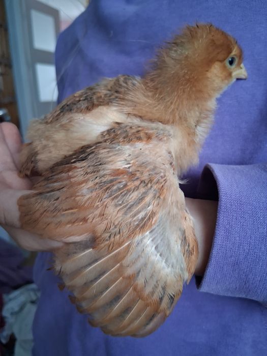 Kurczęta 3-tygodniowe