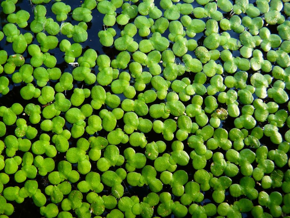 Lemna minor, Duckweed, Lentilha d´agua