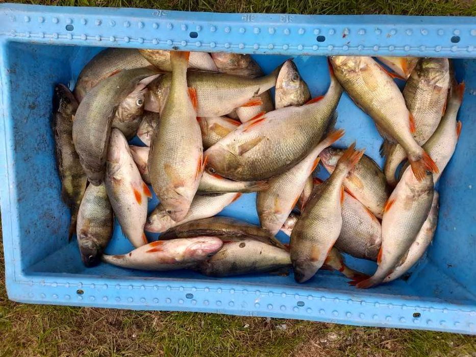 Karp kroczek, karp handlówka, karp tarlak 8kg+