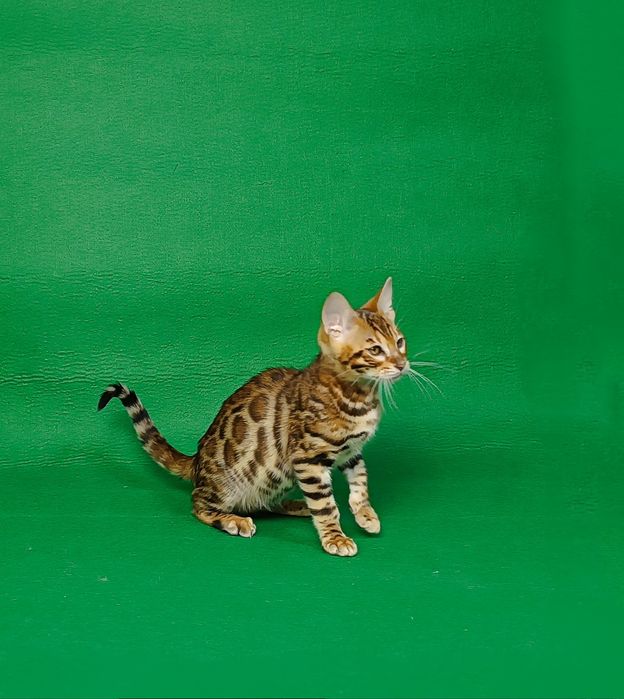 Розкішний хлопчик бенгал