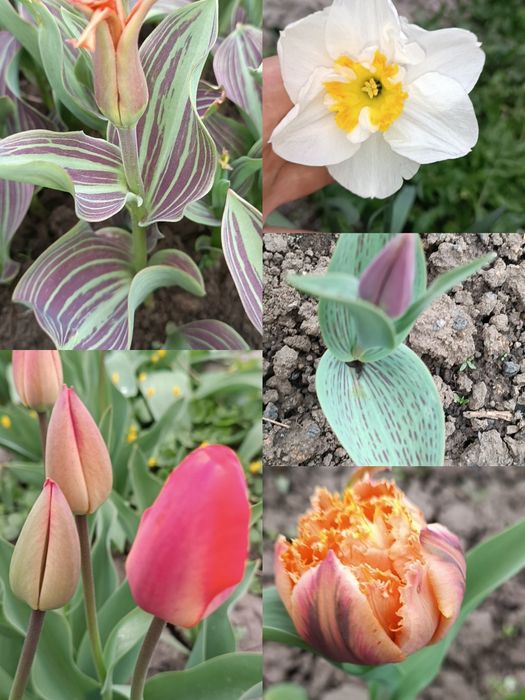 Продам  зрізом тюльпани та нарциси