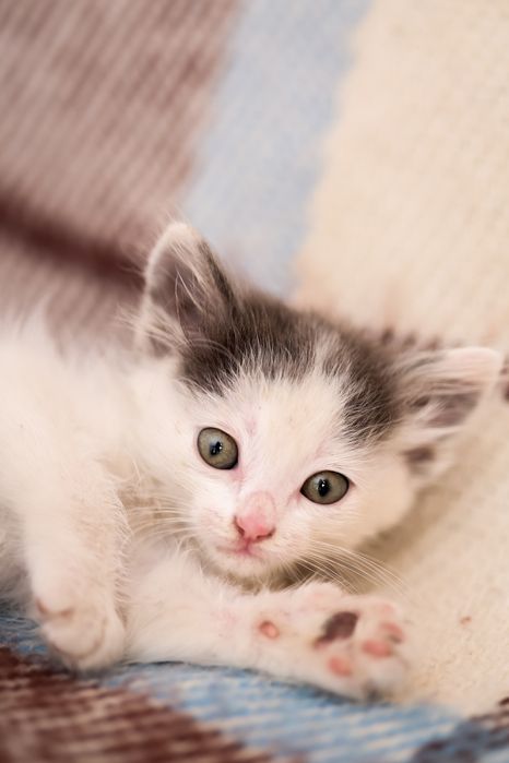 Кошеня в добрі руки