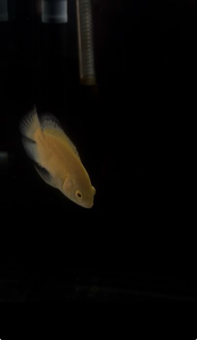 Oscar LEMON 5/6cm