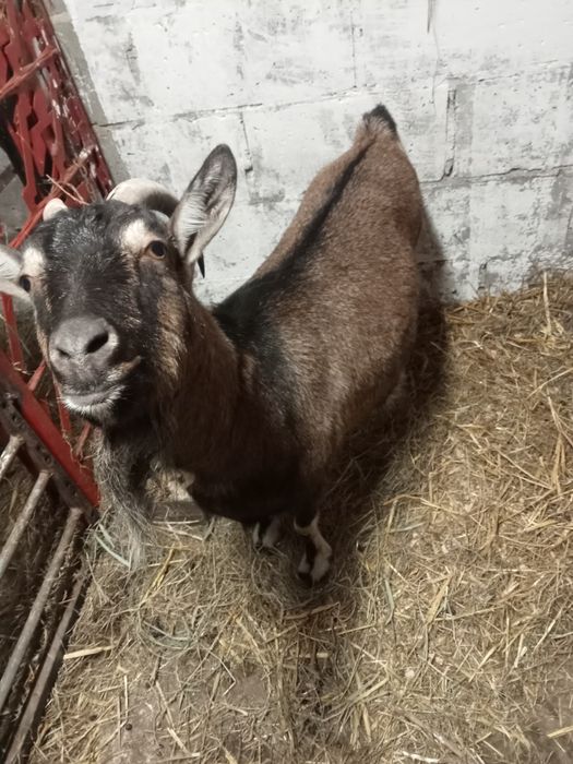 Sprzedam koze  1