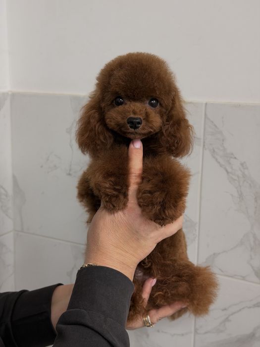 Хлопчик той пудель