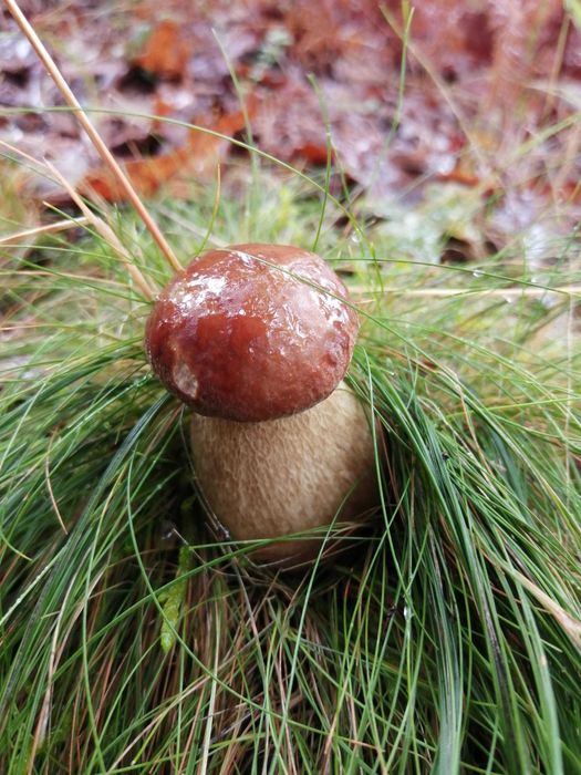 Cogumelos silvestres (boletos) prontos a cozinhar