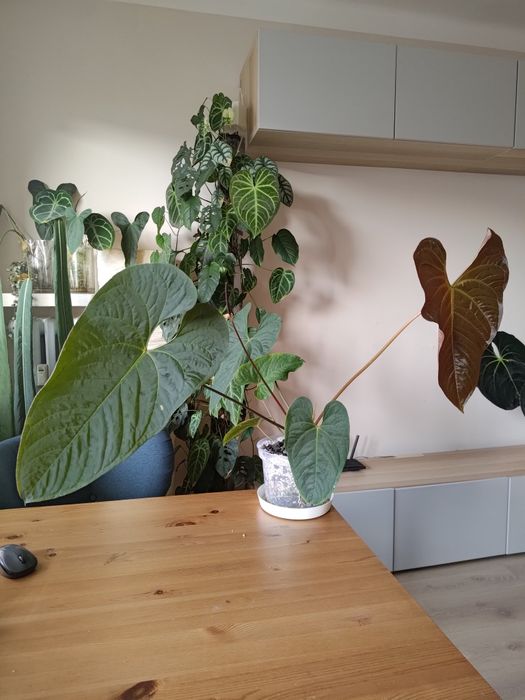 Anthurium papillilaminum x brownii 5 krokodyle liście