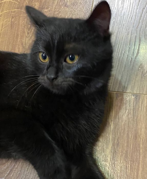 Чудовий міні пумчик, гарне кошеня, котятко, котик, кіт