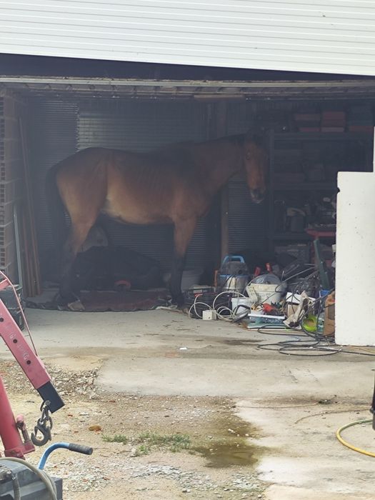 Cavalo muito bonito e meigo