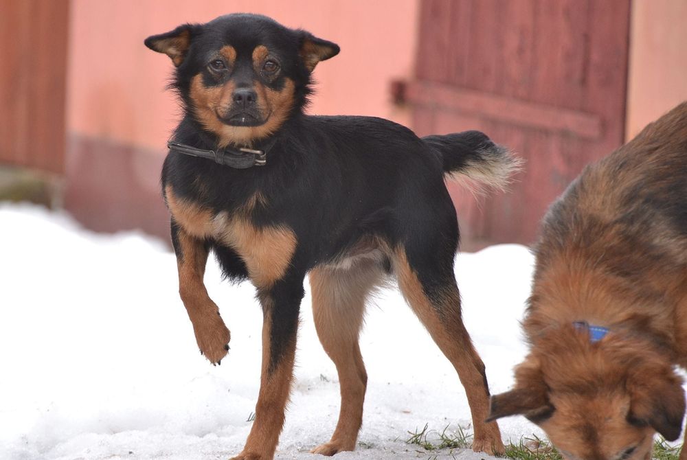 3 letni piesek szuka domu