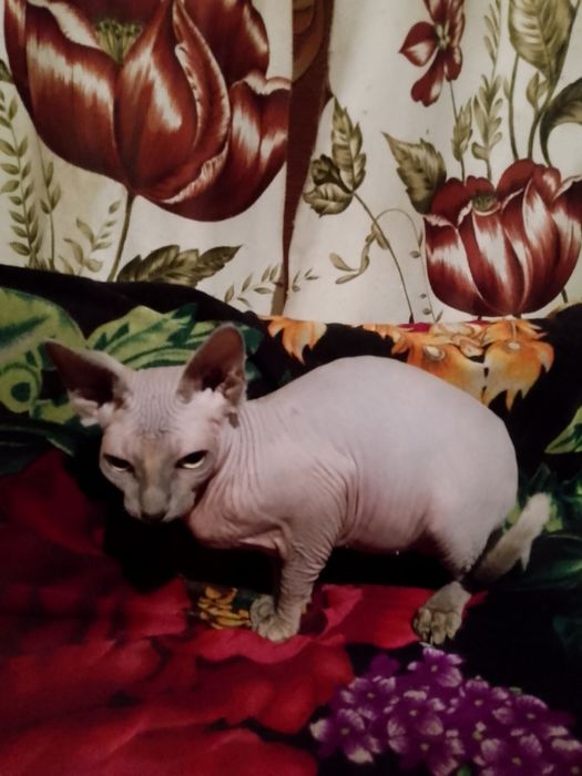 Кошенята породи сфінкс