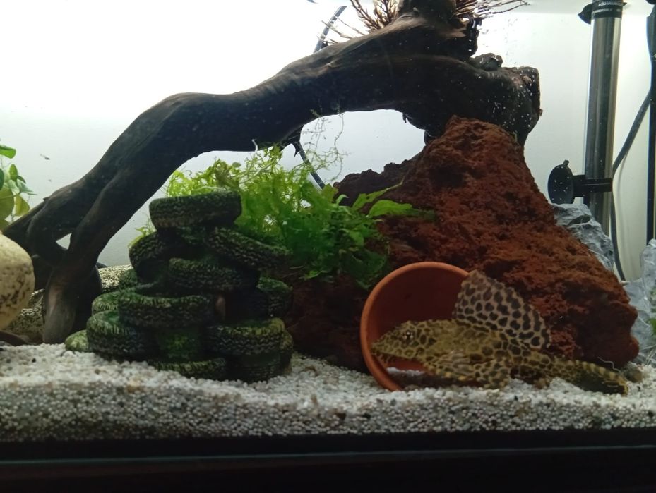 Plecostomus  leopardo