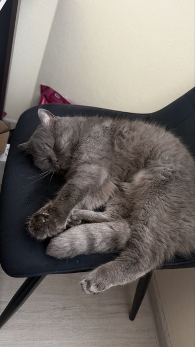 Віддам котика Британець