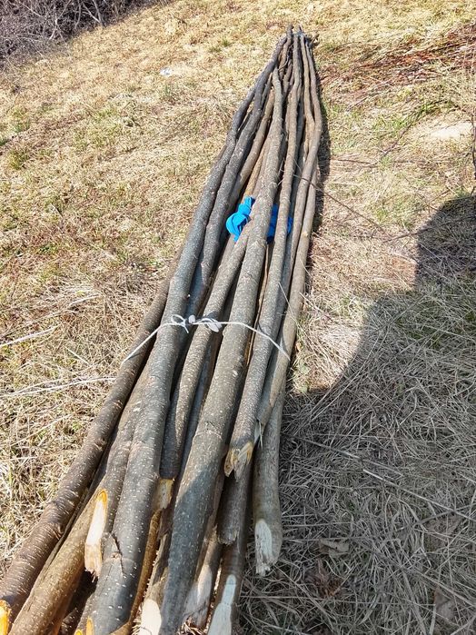 Тички для фасолі