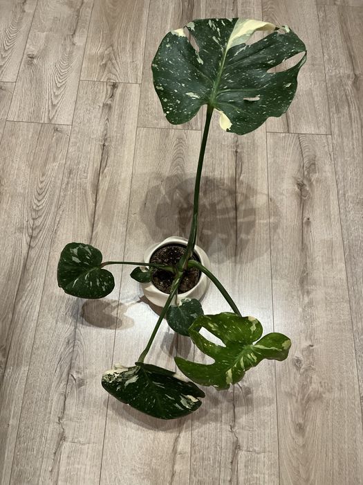Monstera deliciosa thai constellation CAŁA ROŚLINA