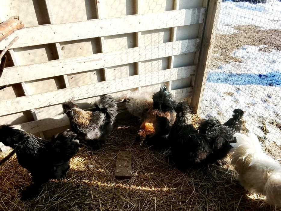 Sprzedam kogutki silki