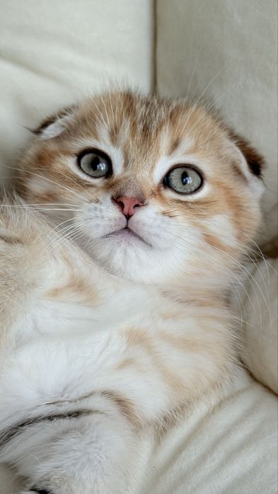Висловухий шотландський хлопчик, scottish fold, шотландські кошенята