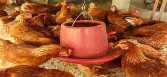 Kury nioski młode z własnej hodowli ! Kurki zdrowe 100 % ! ZAPRASZAM