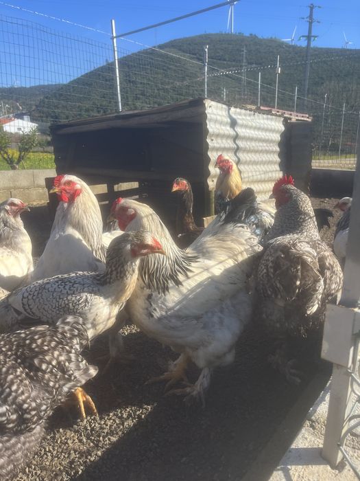 Brahma ligth de ovos importadoa