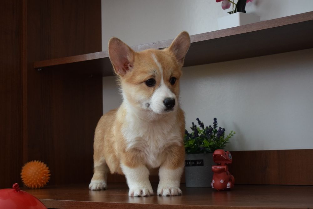 Вельш Коргі Пемброк щенки. Рудо-білі цуцики