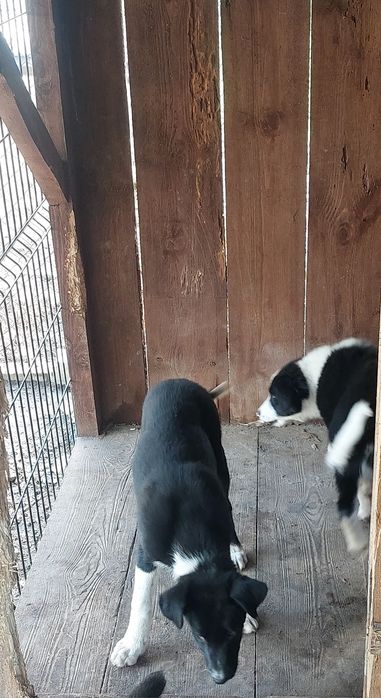 Piesek Border collie