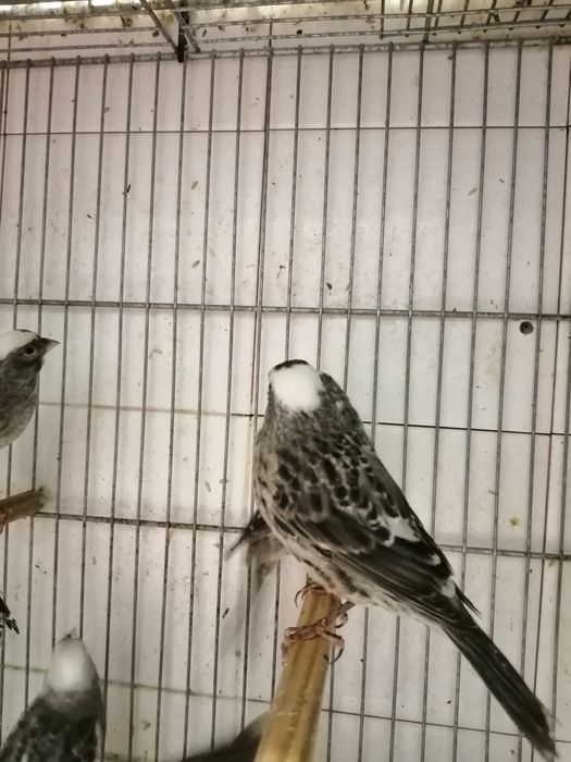 Canários lizard Cascais