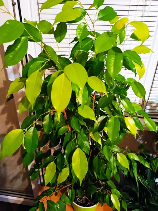 Фікус Бенжамина голд