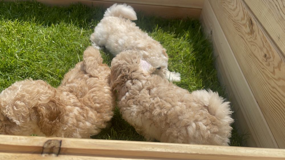 Вʼязка той пудель КСУ FCI розвязаний