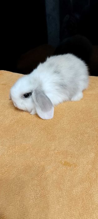 Króliczki miniaturki