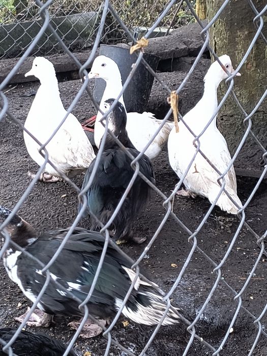 Sprzedam wszystkie kaczk są z lipca