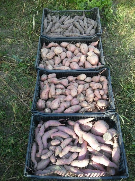 Батат, укорінені живці, 7 сортів