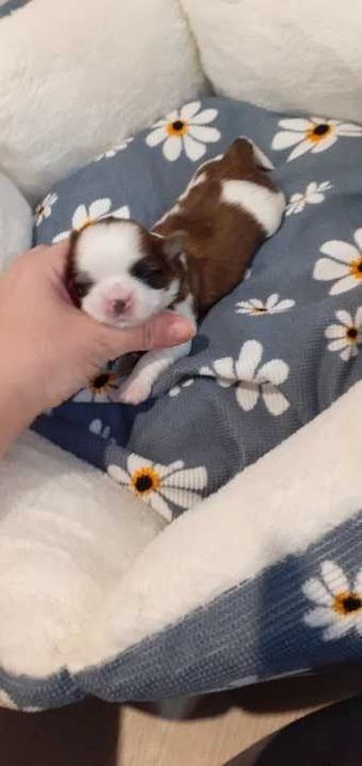 Śliczny piesek shih tzu.