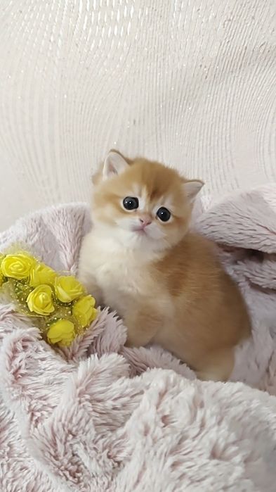 Золота шиншила ny 12