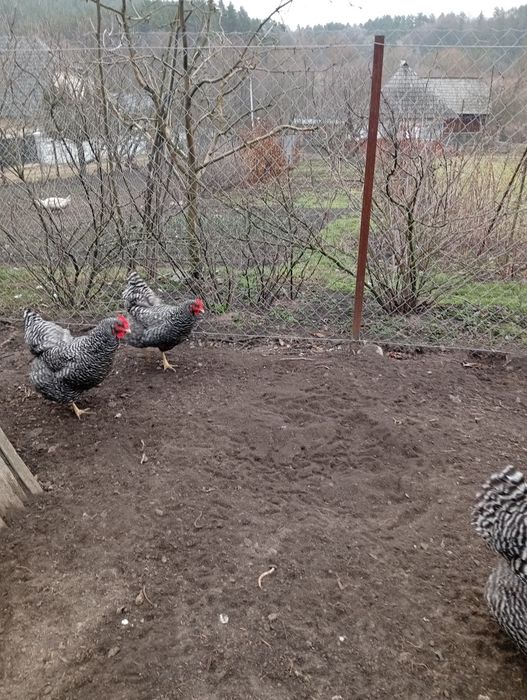Инкубационные яйца кур Амрокс