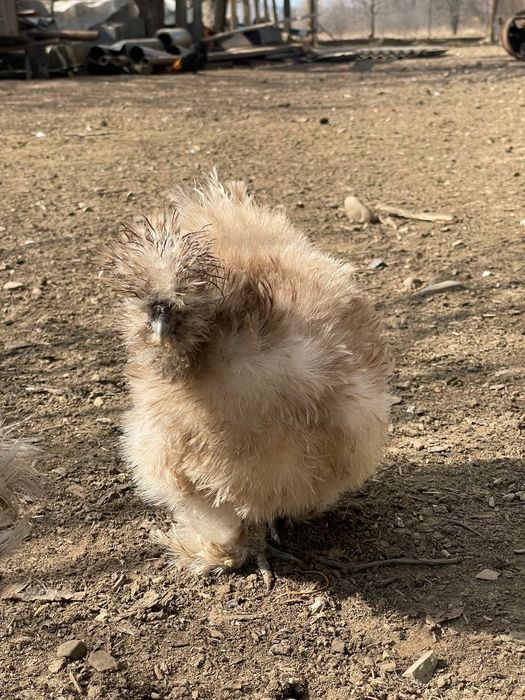 Інкубаційні яйця Китайських шовкових
