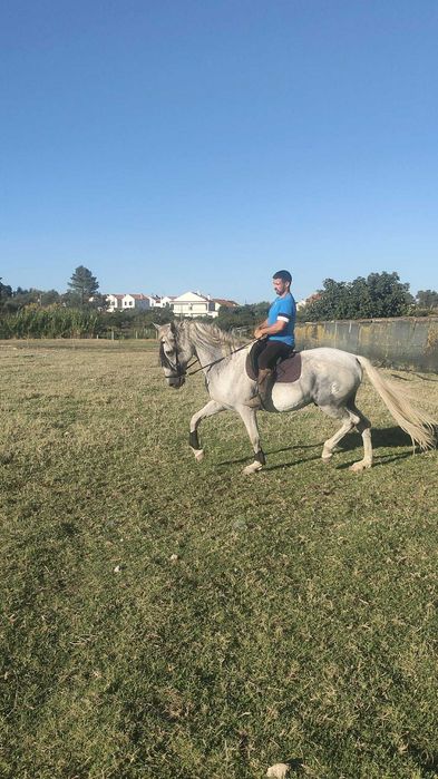 Cavalo    capado