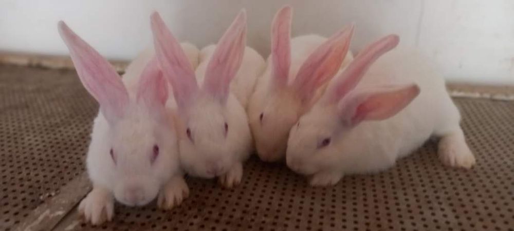 Кролі термондська біла