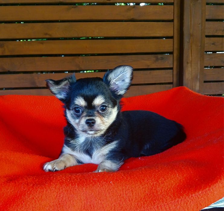 Piękny piesek chihuahua długowłosy