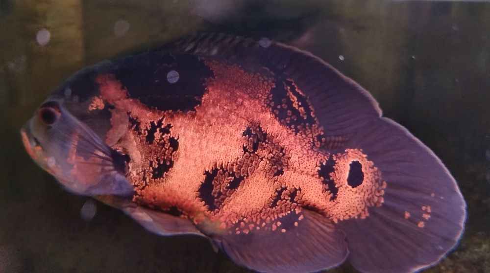 Astronotus ocellatus (Oscar)