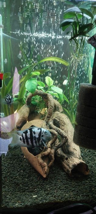 Попугай панда, Анцытрусы Рыбки Рибки