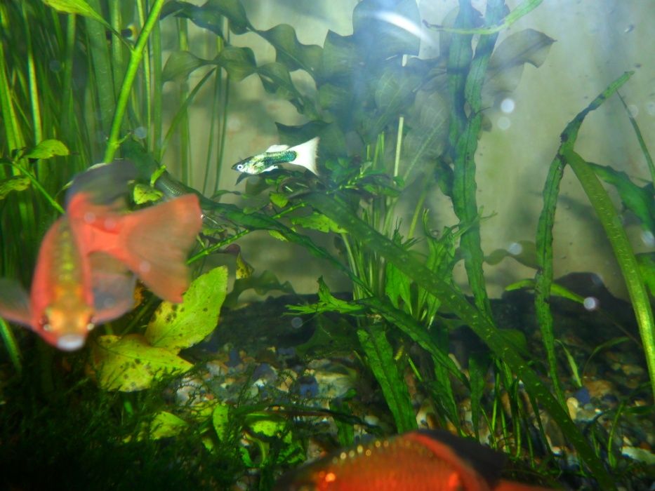 Гуппи,аквариумные растения.