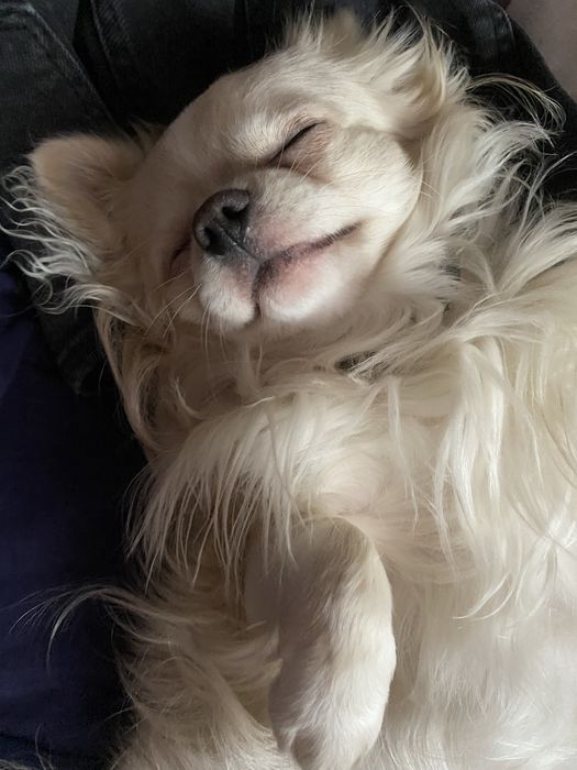 Ищу невесту чихуахуа