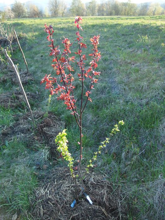 дерево-сад, яблуня, слива на дичці/саджанці/прищепи живці дерев