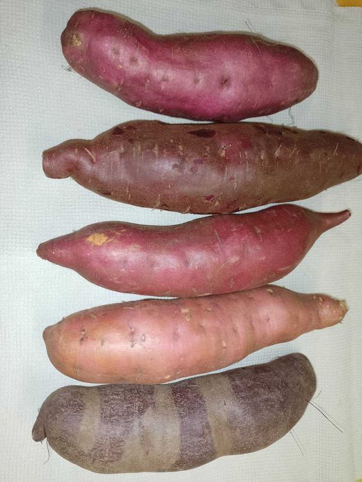 Батат Сладкий картофель + бонус ))