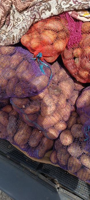 Домашня картопля