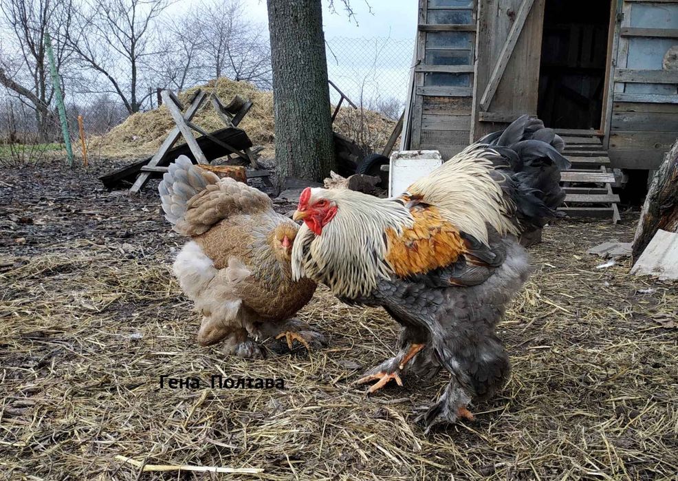 Кури породи брама - інкубаційне яйце.