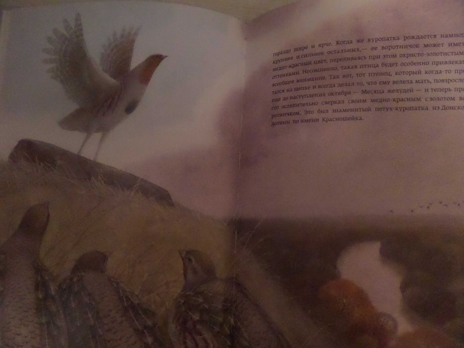 Эрнест Сетон-Томпсон Красношейка