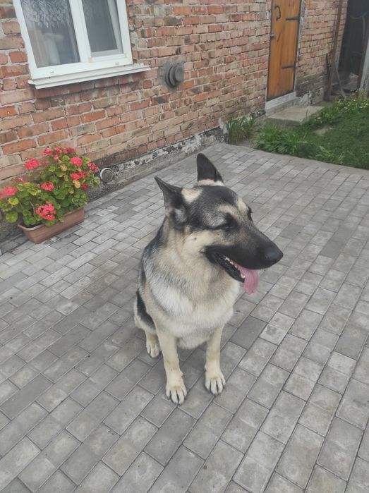 Східноєвропейський вівчар для в'язки